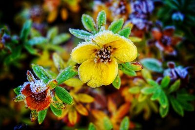 Close-up of yellow flower