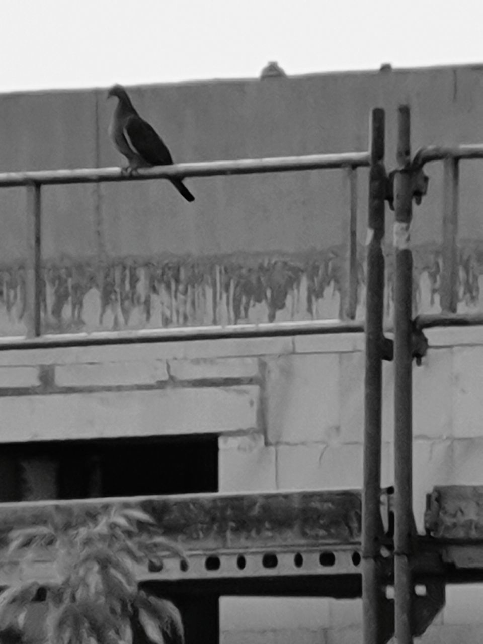 BIRD PERCHING ON RAILING AGAINST SKY