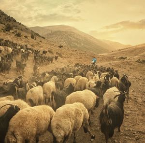 Flock of sheep on field against mountains during sunset