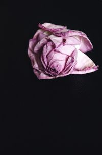 Close-up of pink rose against black background