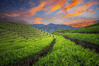 Scenic view of agricultural field against sky during sunset