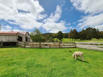 View of sheep on grassy field against sky