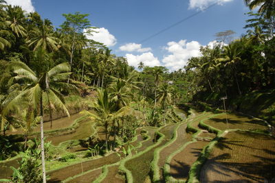 Panoramic view of palm trees on field against sky