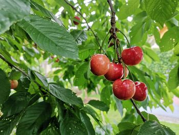 Close-up of cherries growing on tree