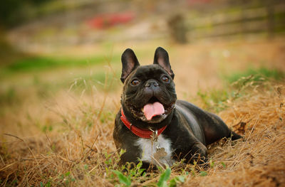 Portrait of black dog in grass