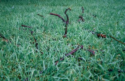 High angle view of plant on field