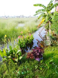 Plants growing on field by lake against sky