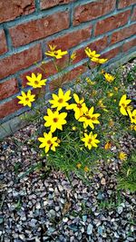 High angle view of yellow flowering plant on wall