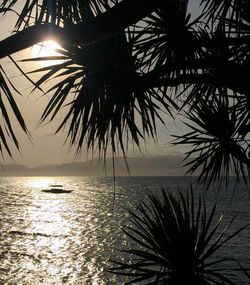 Silhouette palm tree by sea against sky during sunset