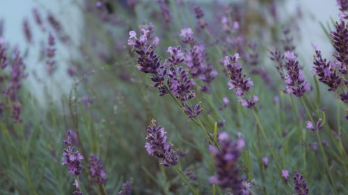 Close-up of purple flowering plants on field