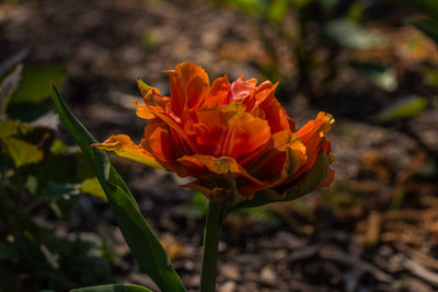 Close-up of orange flowering plant