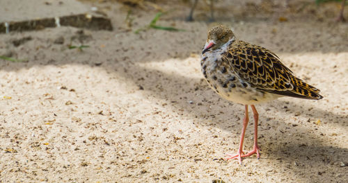 Close-up of bird on land