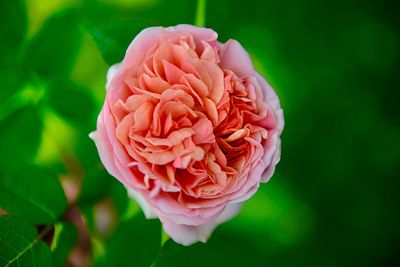 Close-up of pink rose