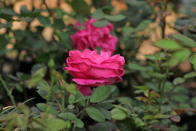 Close-up of pink flower blooming outdoors
