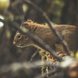 Alert squirrel in the forest