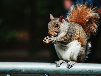 Close-up of squirrel