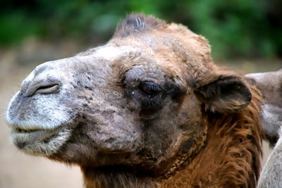 Close-up of an animal