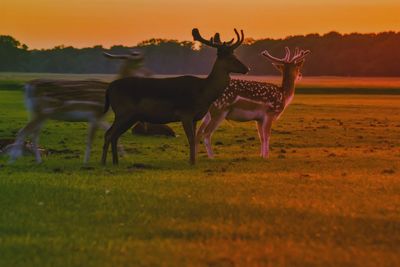 Horses on field against sky during sunset