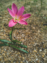 High angle view of pink flower