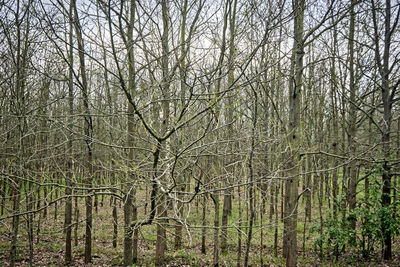 Bare trees in forest