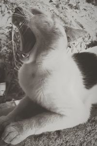 Close-up of a cat yawning