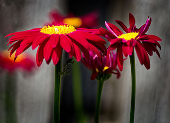 Close-up of red flowers blooming outdoors