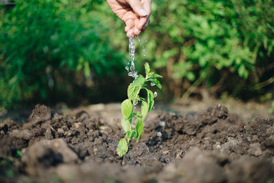 Close-up of hand holding plant on field