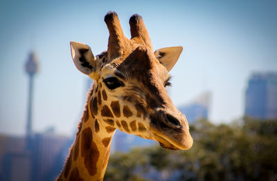 Close-up of giraffe at taronga zoo