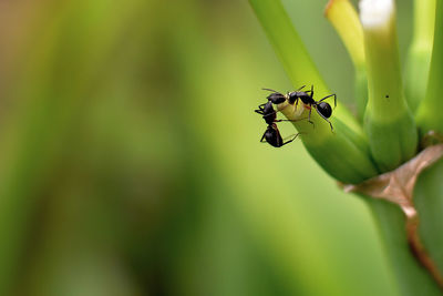 Close-up of insect on plant