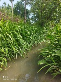 Plants growing on land