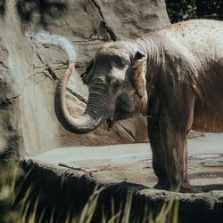 Elephant in zoo