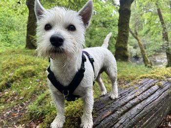 Westie close up outdoors