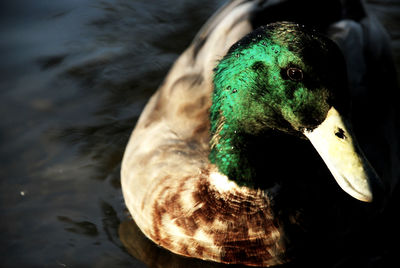 High angle view of mallard duck swimming in lake