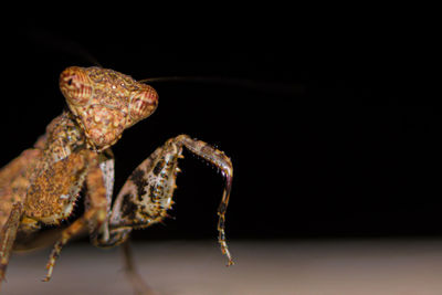 Close-up of insect on black background