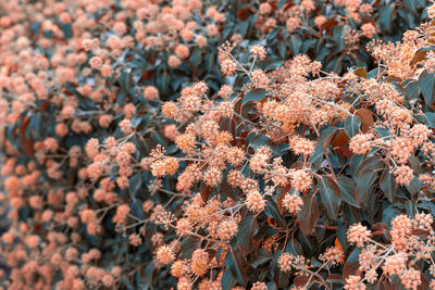 Full frame shot of flowering plants on land