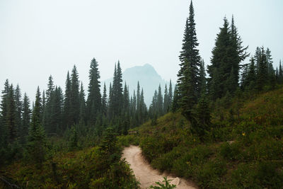 Panoramic shot of trees growing on land against sky