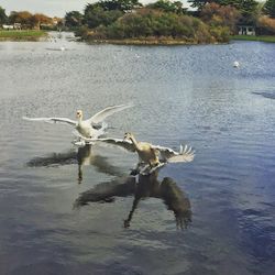 Swan flying over lake