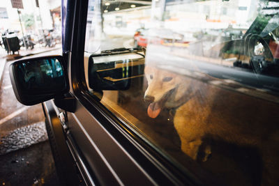 Close-up of dog looking through window