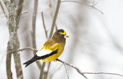 Bird perching on a tree