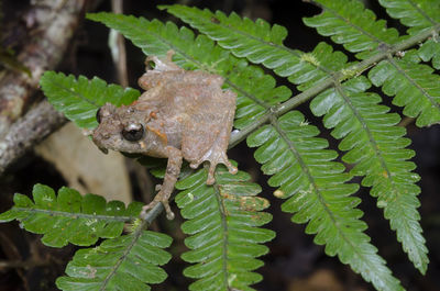 Close-up of insect on plant