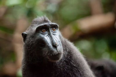 Close-up portrait of a monkey