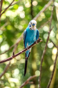 Close-up of parakeet perching on branch