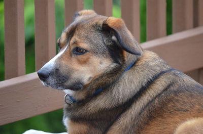 Close-up of dog looking away by railing