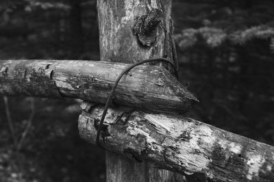 Close-up of tree trunk in forest