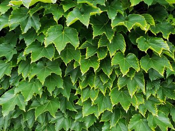 Full frame shot of green leaves