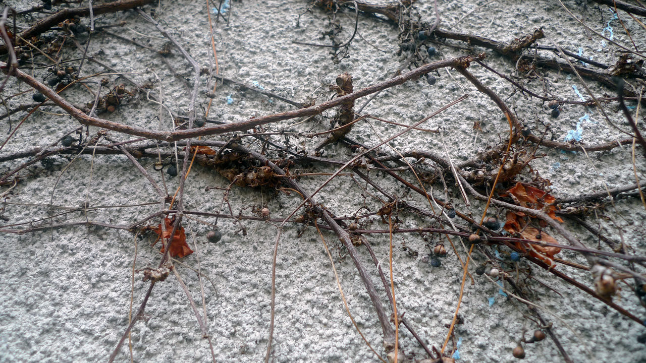 HIGH ANGLE VIEW OF INSECT ON PLANT