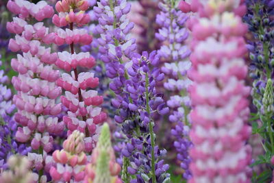 Close-up of pink flowering plants
