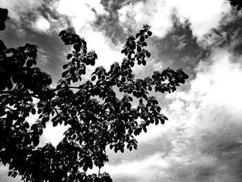 Low angle view of tree against cloudy sky