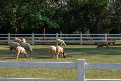 Horses grazing in ranch