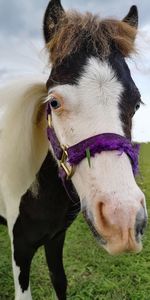 Close-up of a horse on field